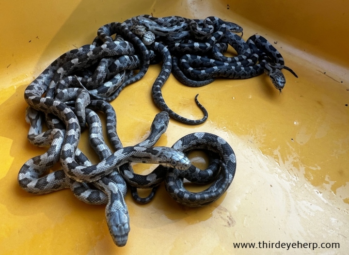 Gray Rat Snakes